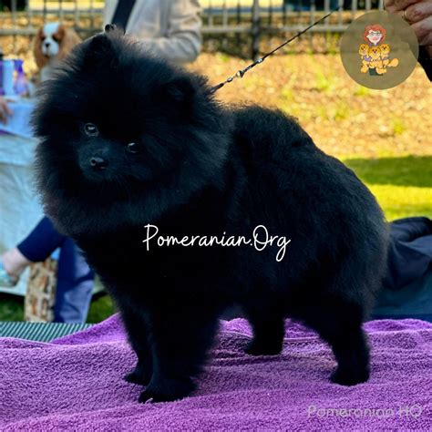 Pom Pom Breeding: A 2023 Guide to Pomiculture