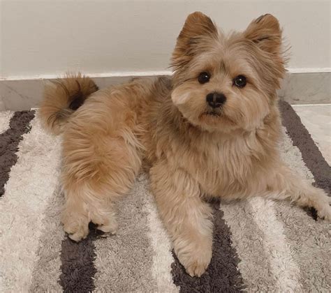 Pom-Yorkie mix