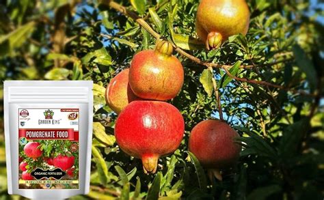 Pomegranate Fertilizer: 10 Keys to Unlocking Exceptional Pomegranate Growth and Yields