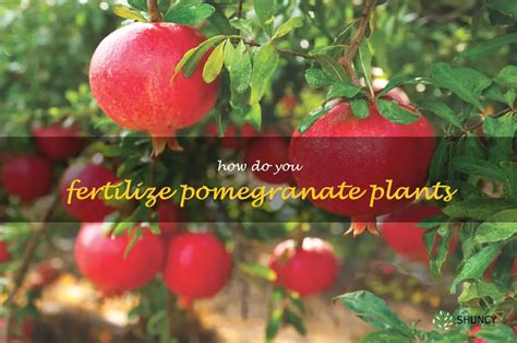 Pomegranate Fertilizer: A Comprehensive Guide for Abundant Harvests