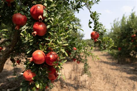 Pomegranate Plant Fertilizer: 11 Proven Nutrients for Optimal Growth