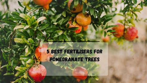 Pomegranate Plant Fertilizer: 30 Essential Tips for Healthy Growth