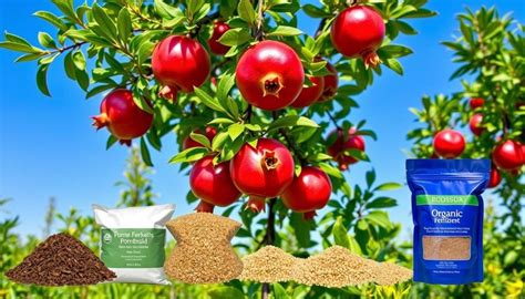 Pomegranate Plant Fertilizer: A 10,000-Character Guide