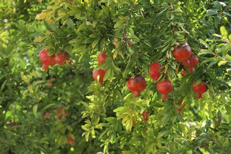 Pomegranate Plant Fertilizer: The Ultimate Guide to Feeding Your Pomegranate Trees