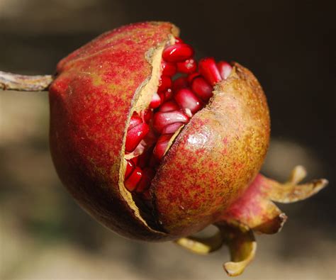 Pomegranates