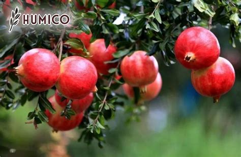 Pomegranates Benefit Enormously from Additional Fertilizer to Set Fruit: A Comprehensive Guide