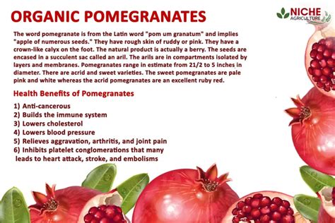 Pomegranates Benefit from 300% Additional Fertilizer to Set Fruit