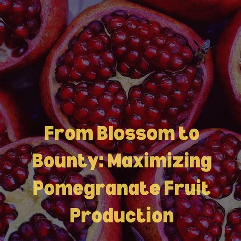 Pomegranates Benefit from Additional Fertilizer to Set Fruit: A Guide to Maximizing Production