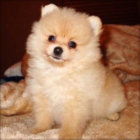 Pomeranian Adopt Me: Your Comprehensive Guide to Finding Your Perfect Companion