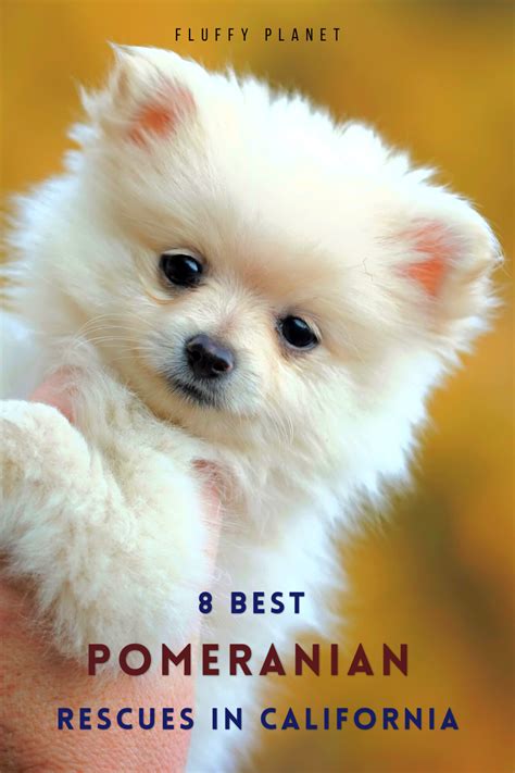 Pomeranian Adoption in California: A Comprehensive Guide