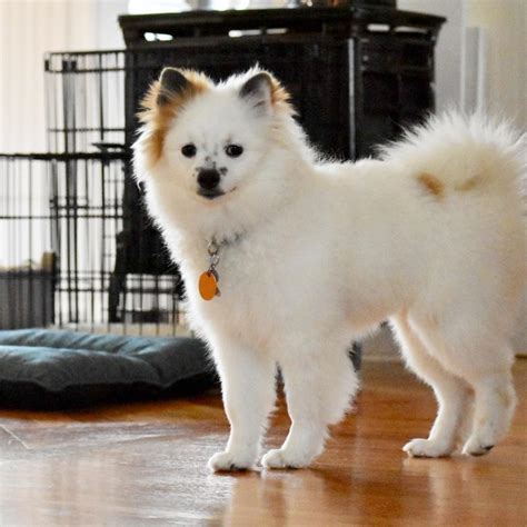 Pomeranian American Eskimo Mix: The Perfect Companion for Your Active Lifestyle