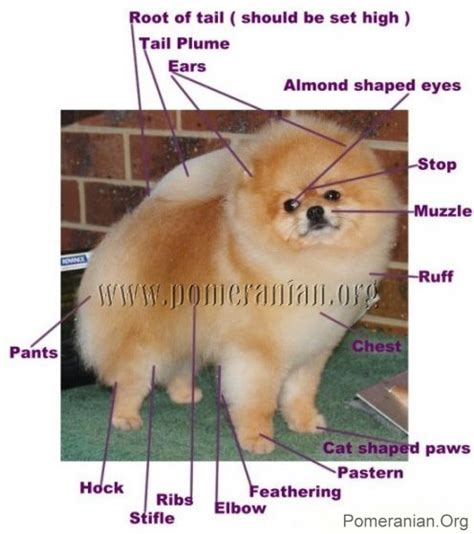 Pomeranian Characteristics