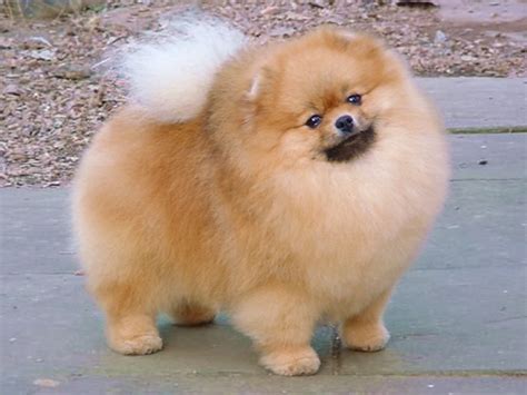 Pomeranian Cut: The Ultimate Guide to Grooming Your Fluffy Companion