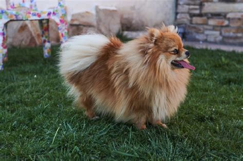 Pomeranian Dog: The Ultimate Guide with Prices