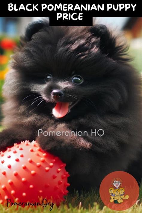 Pomeranian Precio: A Comprehensive Guide to Pomeranian Prices