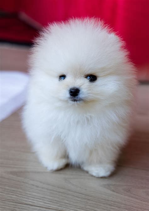 Pomeranian Precio: A Deep Dive into the Cost of these Precious Pups