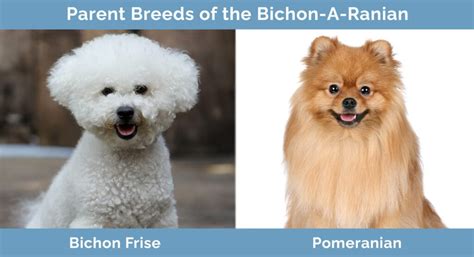 Pomeranian and Bichon: The Perfect Pair