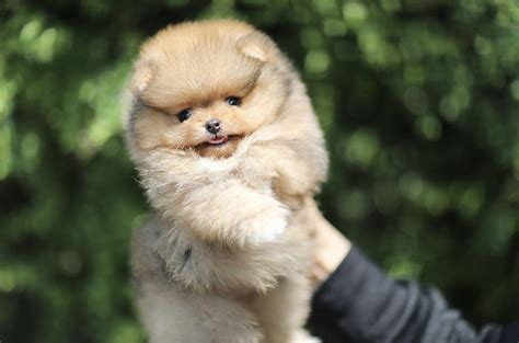 Pomeranian for Sale Near Me: 37,455+ Available Now