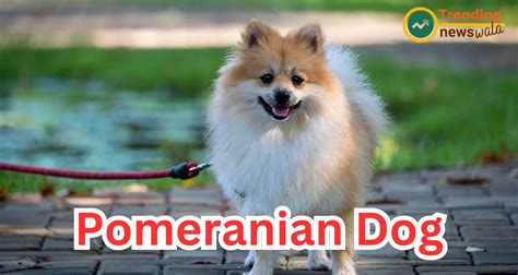 Pomeranians: The Tiny, Mighty Companions