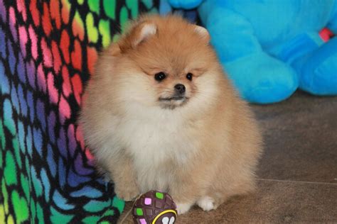 Pomeranians for Sale Near Me: Discover Your Pocket-Sized Companion Today!