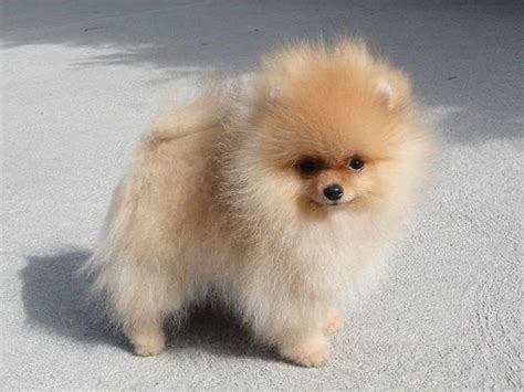 Pomeranians for Sale Near Me: Your Guide to Finding a Perfect Pup