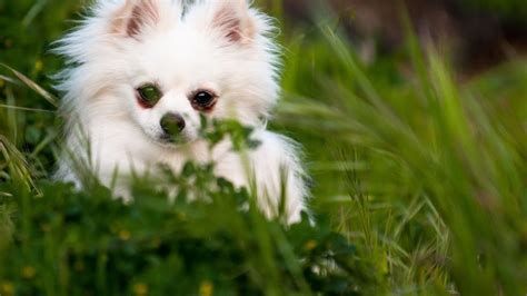 Pomerdoge: 10001 Ways to Use Your Pomeranian's Tail