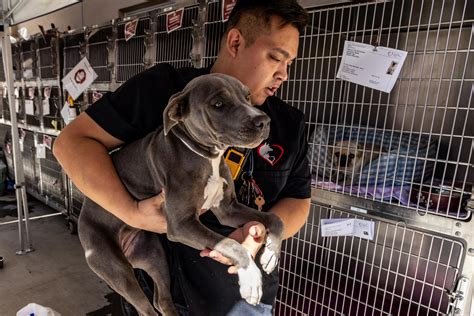 Pomona Inland Valley Animal Shelter: A Place of Hope and Second Chances