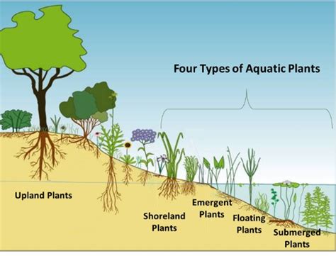 Pond Fertilizer: 3 Vital Nutrients for a Thriving Ecosystem