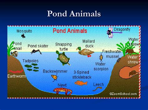 Pond Life PDF