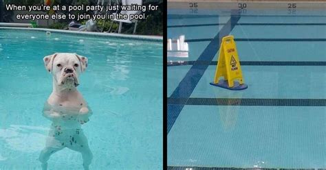 Pool Memes: A Dive into the Coolest Memes on the Internet