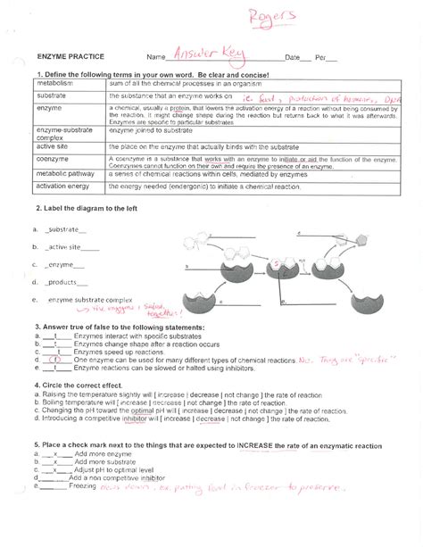 Pop It Bead Enzyme Activity Answer Key