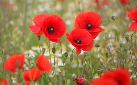 Poppies