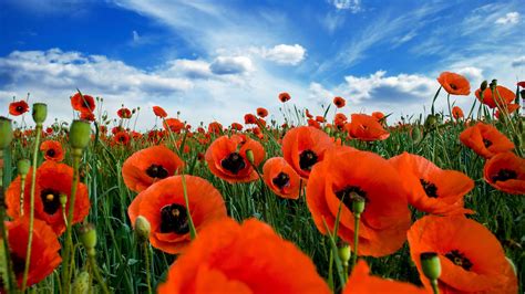 Poppy Field