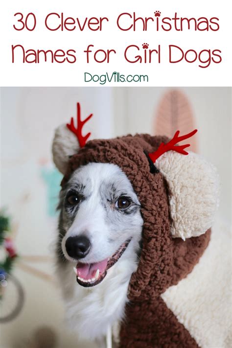 Popular Christmas Dog Names