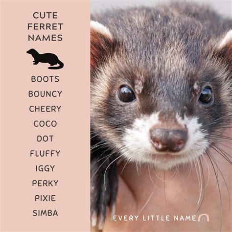 Popular Ferret Names