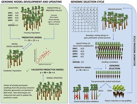 Population Genetics of Forest Trees Doc