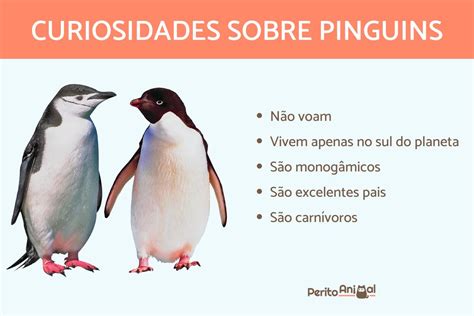 Por que a Pinguim Bet se destaca?