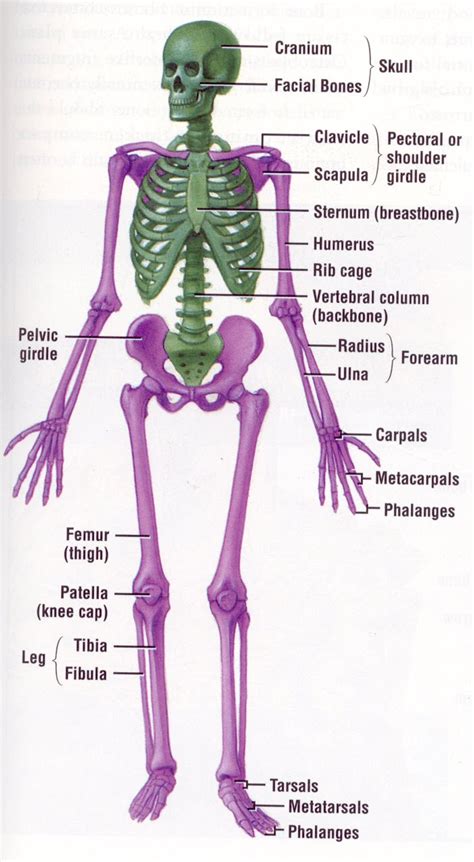 Port of Bones: A Comprehensive Guide to the Skeletal System