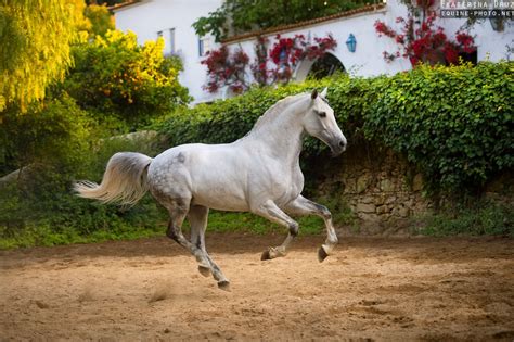 Portuguese Horse Breeds Turn White