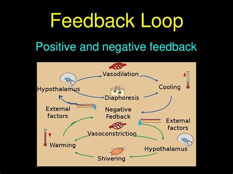 Positive Feedback Loop: