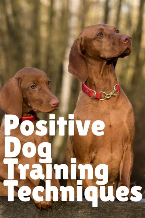 Positive Reinforcement Dog Training: 10,000+ Words on How to Train Your Dog with Love