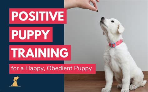 Positive Reinforcement Puppy Training: A 5-Step Guide