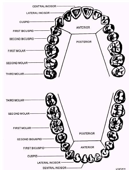 Posterior And Anterior Teeth Chart