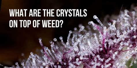 Pot Crystals: A Comprehensive Guide to Crystallization in Cannabis