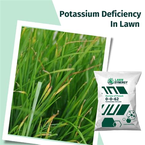 Potash Fertilizer for Grass: Unleashing 5 Vital Benefits