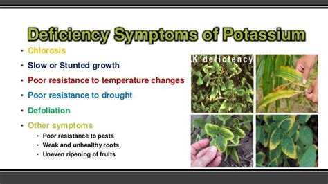 Potassium's Role in Plant Growth