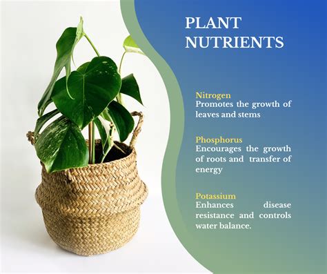 Potassium: The Key Nutrient for Plant Health and Productivity