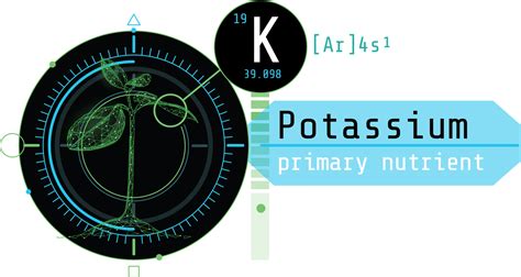 Potassium: The Powerhouse of Plant Health