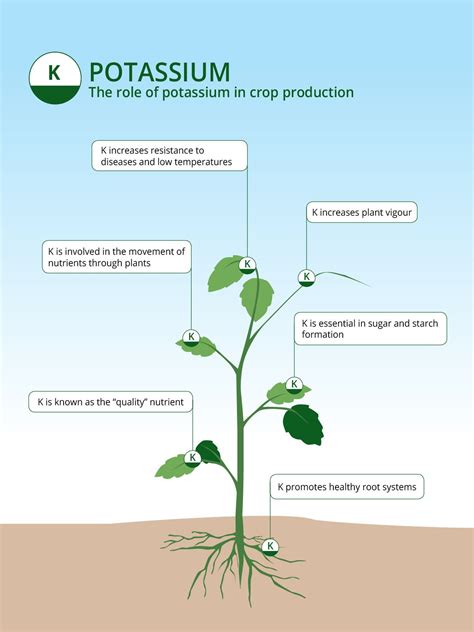 Potassium Chloride's Role in Plant Growth