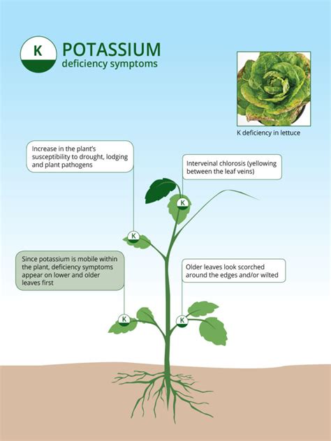 Potassium Fertilizer: Your Crop's Nutrient Powerhouse